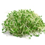 alfalfa sprouts